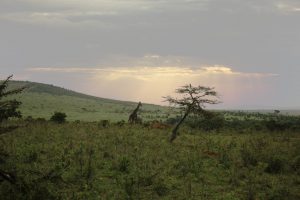 Photographs: Beautiful Maasai Mara National Reserve, Kenya