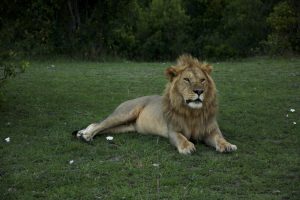 Photos from a safari in Maasai Mara, Kenya