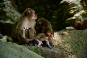 Japanese macaque madness and the monkeys of Takasakiyama